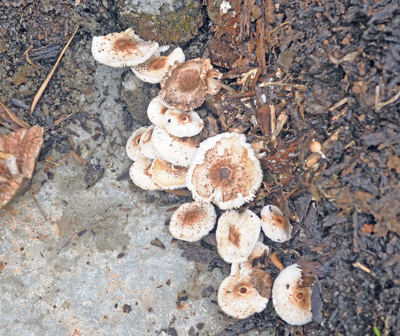 Health ministry urges people to avoid consuming wild mushrooms